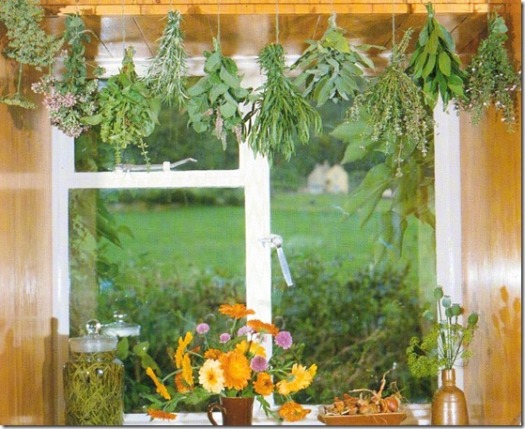 growing-herbs-indoors_thumb.jpg